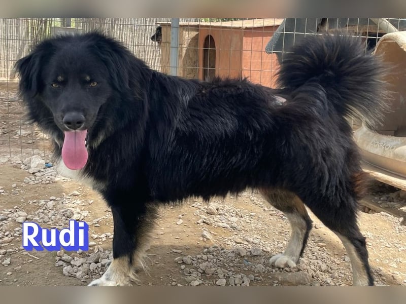 Rudi, 02/24 - liebevoller Wuschel sucht Familie