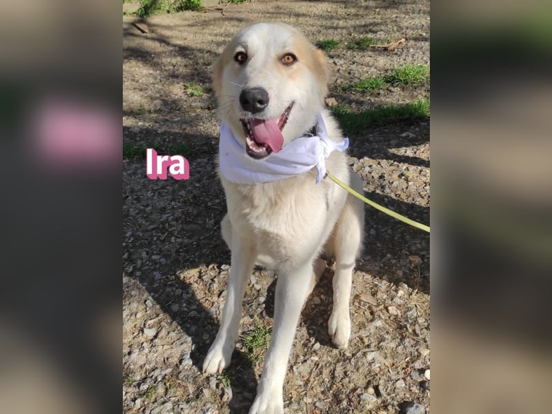 Ira – tapfere kleine Kämpferin sucht ihr Zuhause