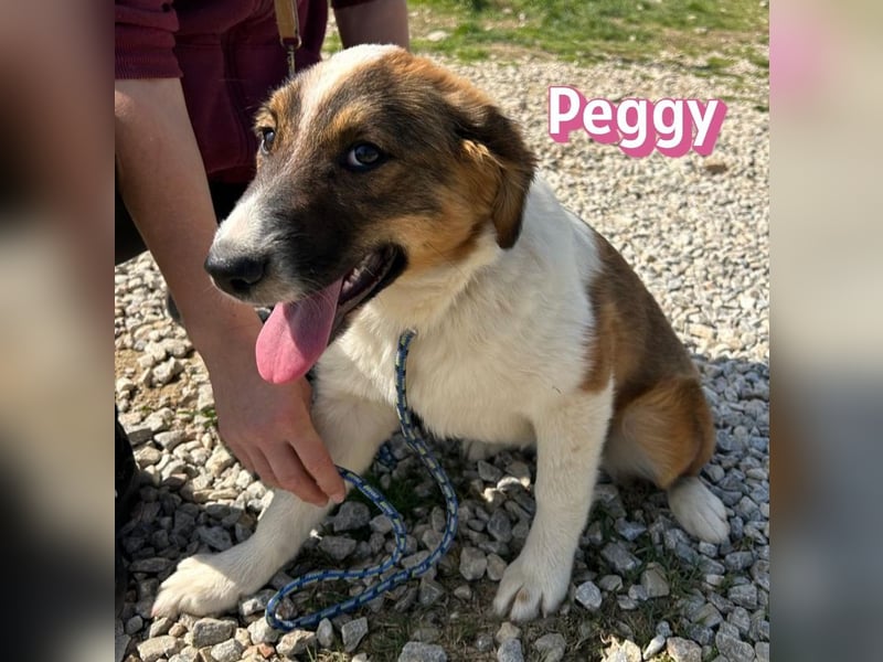 Peggy - verschmust, verspielt, anhänglich