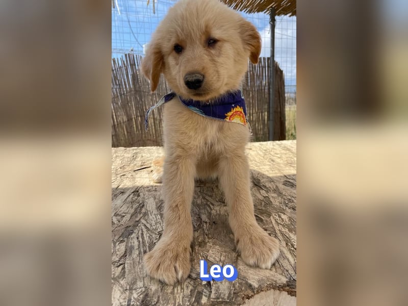 Leo, 02/26 - Zukunft gesucht
