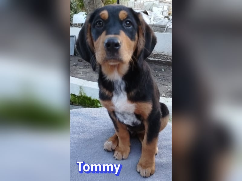 Tommy - neugierig und verspielt