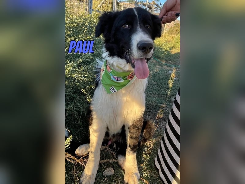 Paul, 10/25 - süßer Plüscher sucht Familie