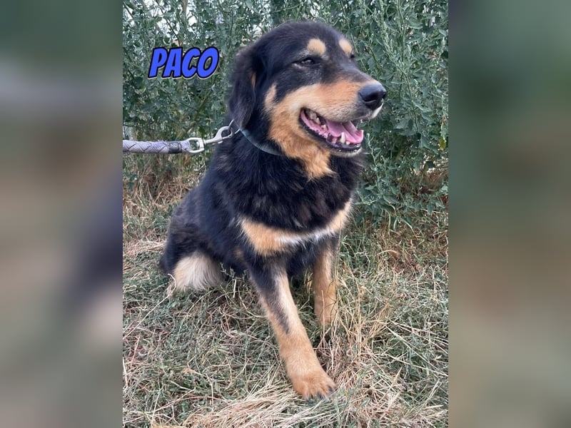 Paco, 10/22 - hübscher Rüde sucht 2te Chance