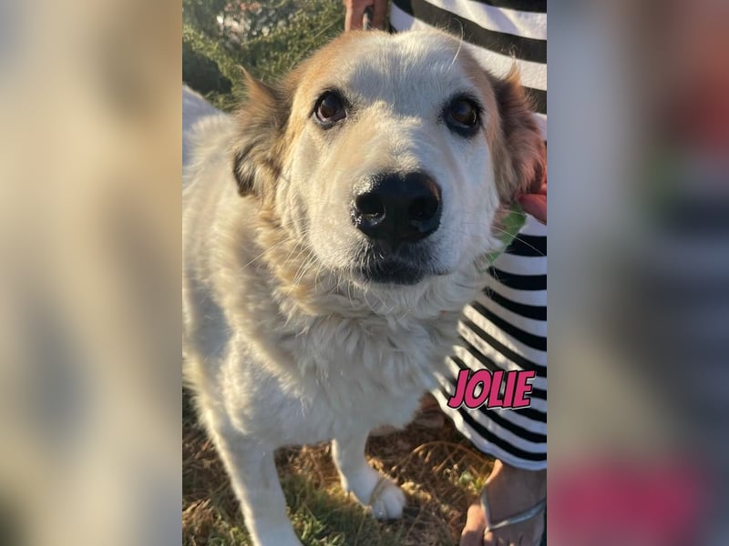 Jolie, 08/24 - süßes Mädel wartet auf ihre Menschen