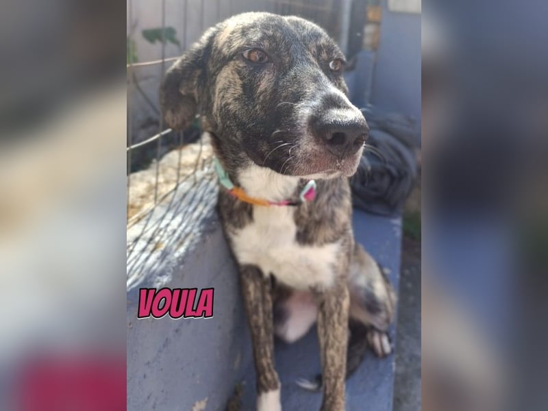 Voula, 10/25 - sanfte Seele sucht Familie