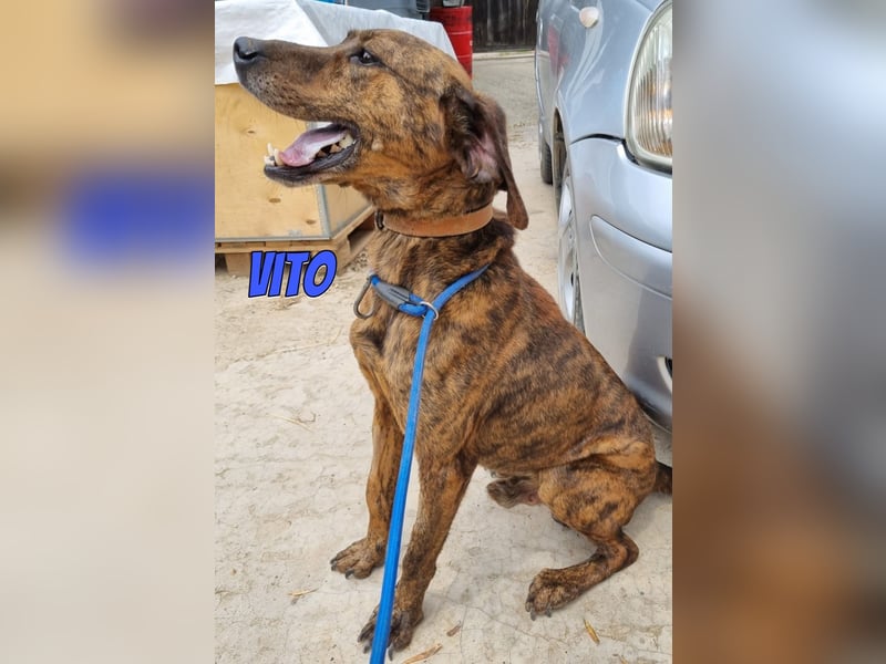 Vito, 10/24 - lieber Eyecatcher sucht Familie