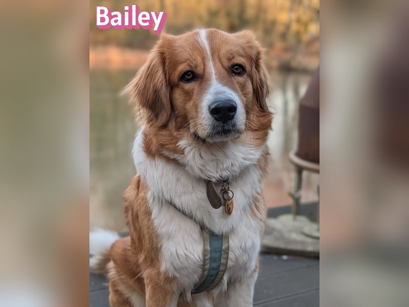 Bailey 04/24 - charakterstarke Hündin sucht neues Zuhause