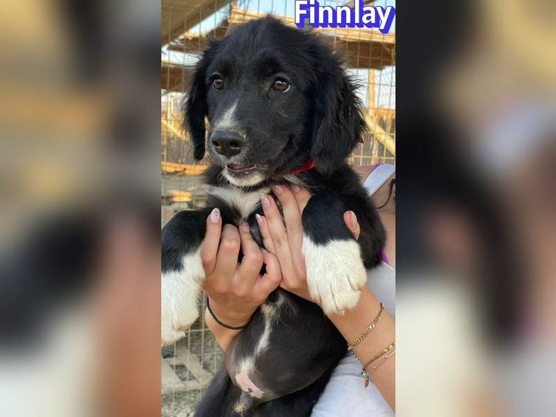 Finnlay, 05/26 - Schwarzköpfchen sucht Familie