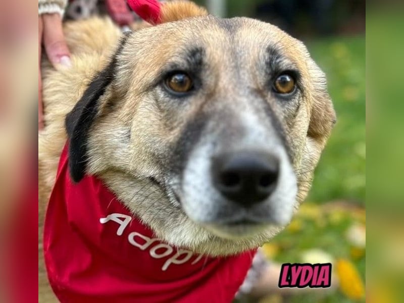 Lydia, 05/23 - tolle Familienhündin wartet in 64756 Mossautal