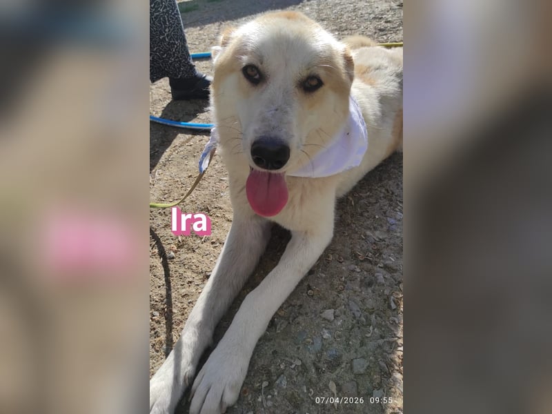 Ira – tapfere kleine Kämpferin sucht ihr Zuhause