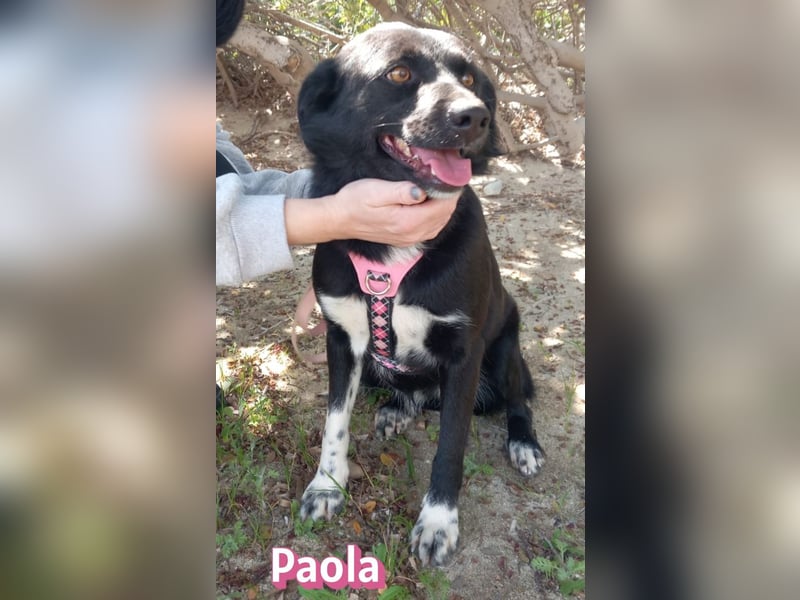 Paola - Ein Hund für Strandspaziergänge