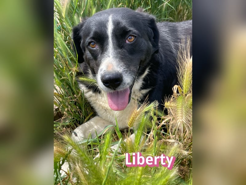 Liberty, 09/21 - treue Hündin sucht ihre Menschen