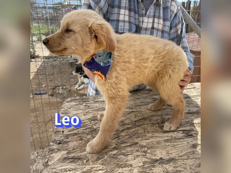 Leo, 02/26 - Zukunft gesucht