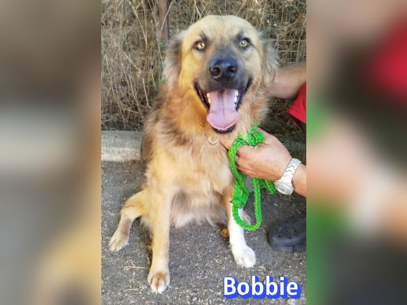 Bobbie, 08/23 - treuer Wuschel sucht Familie
