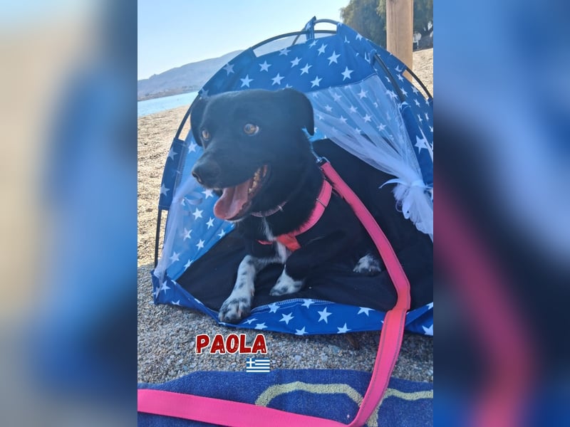Paola - Ein Hund für Strandspaziergänge