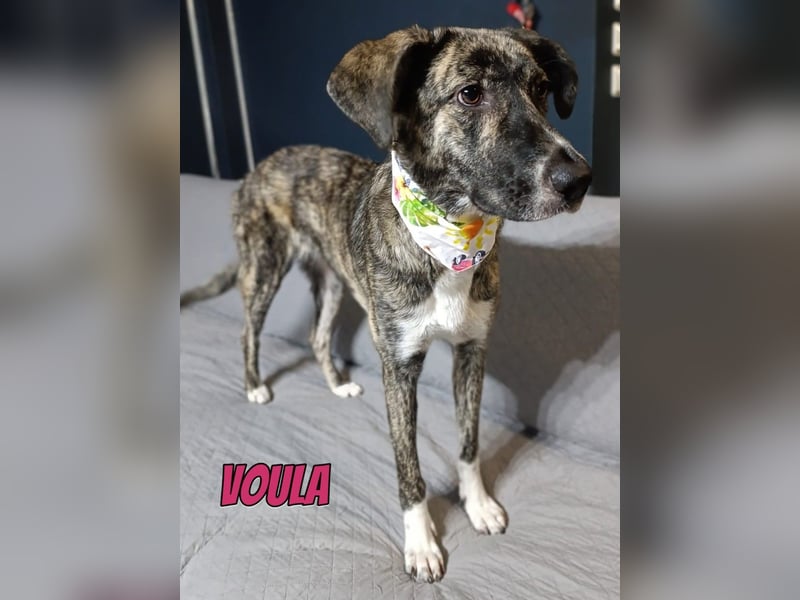Voula, 10/25 - sanfte Seele sucht Familie