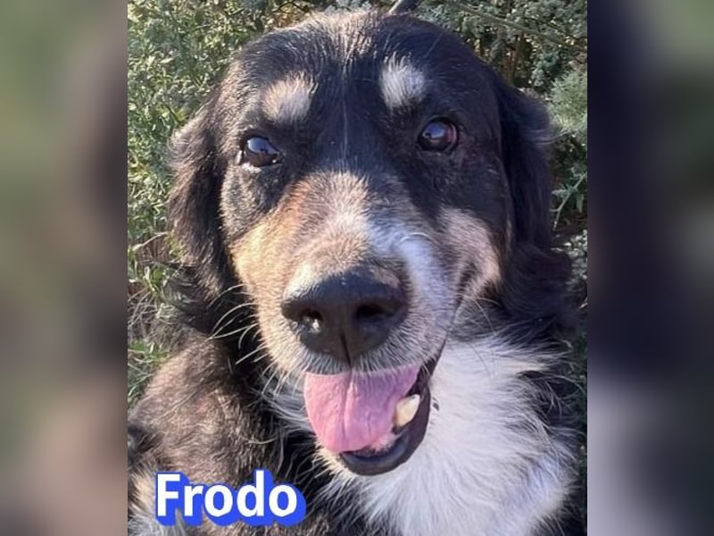 Frodo, 01/24 - Lebensfreude auf 4 Pfoten