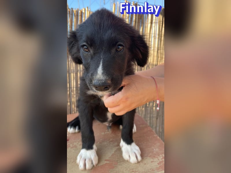 Finnlay, 05/26 - Schwarzköpfchen sucht Familie