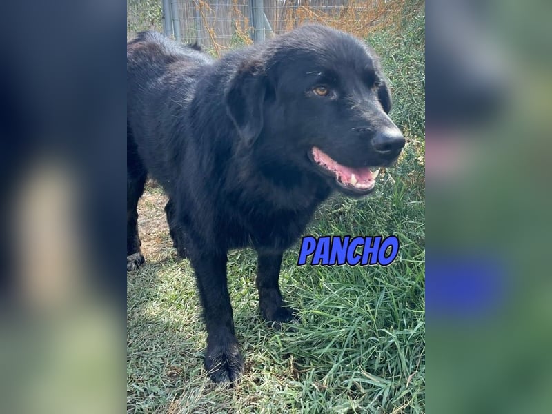 Pancho, 10/22 - schwarzes Bärchen sucht Familie