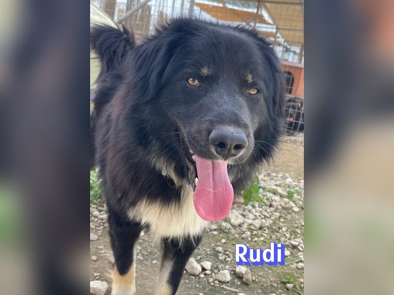 Rudi, 02/24 - liebevoller Wuschel sucht Familie
