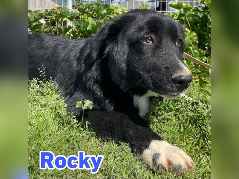 Rocky - schüchterner Bub sucht ein "Für immer" Körbchen