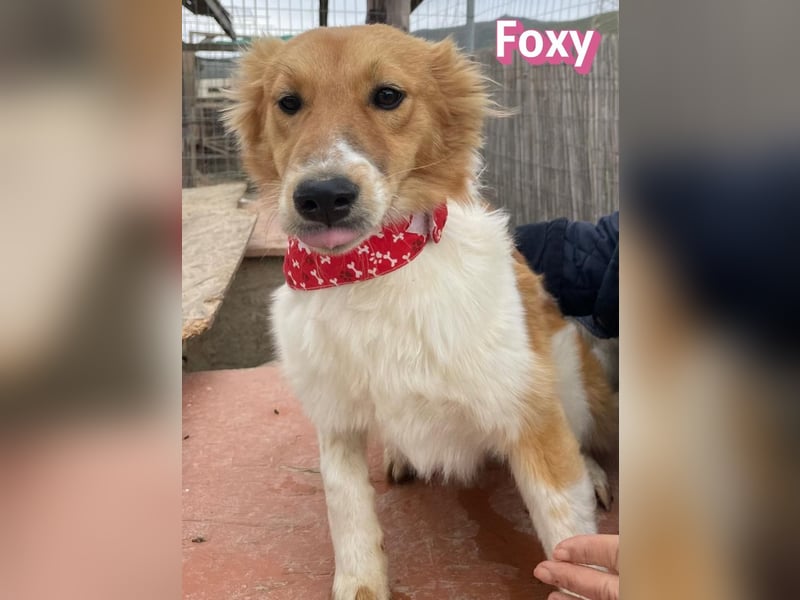 Foxy - verschmust, verspielt, anhänglich