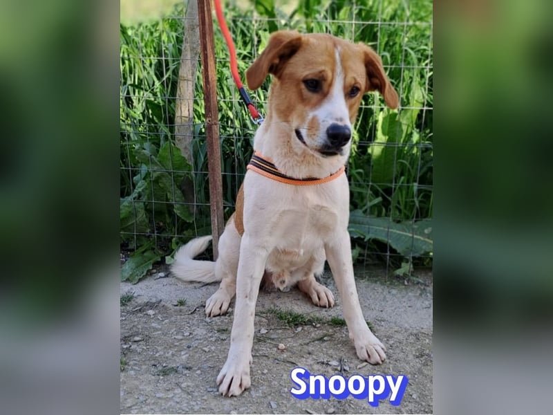 Snoopy, 04/25 - sucht seinen Charlie Brown