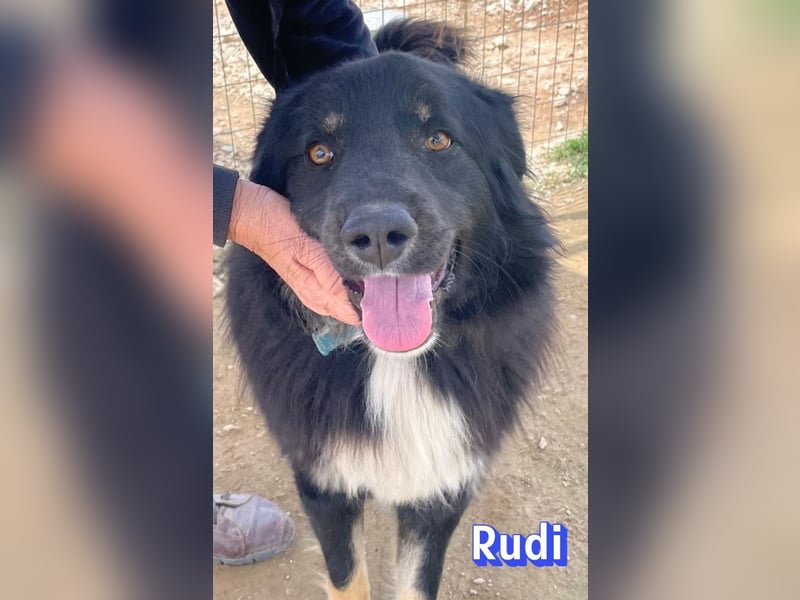 Rudi, 02/24 - liebevoller Wuschel sucht Familie