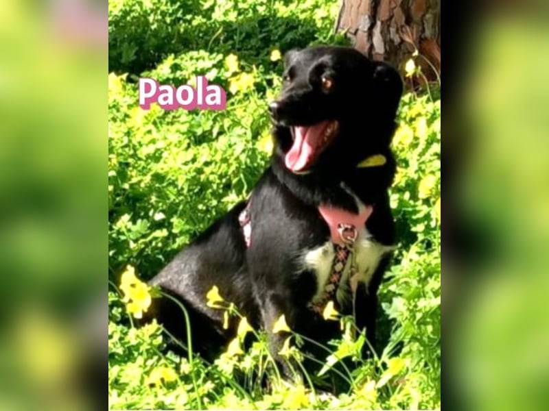 Paola - Ein Hund für Strandspaziergänge