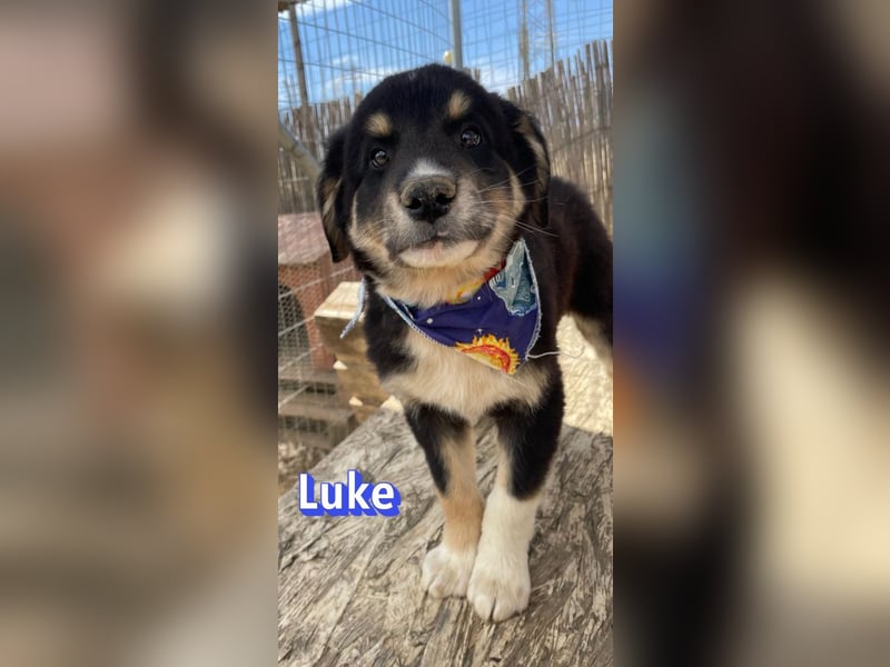 Luke, 02/26 - hübscher Kerl sucht Zuhause