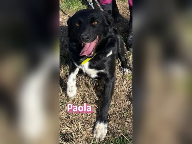 Paola - Ein Hund für Strandspaziergänge