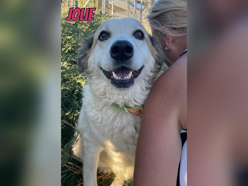 Jolie, 08/24 - süßes Mädel wartet auf ihre Menschen