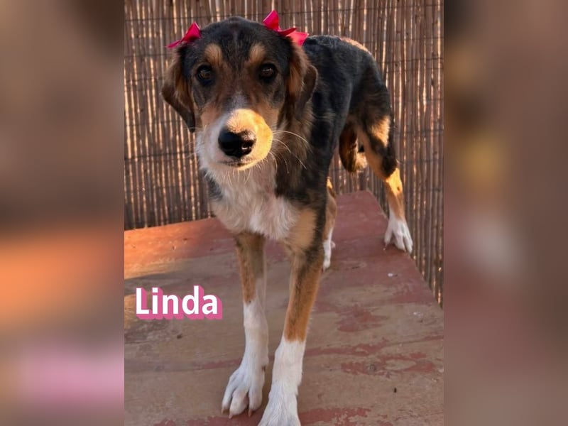 Linda, 03/26 - bezaubrendes Mädel sucht Familie