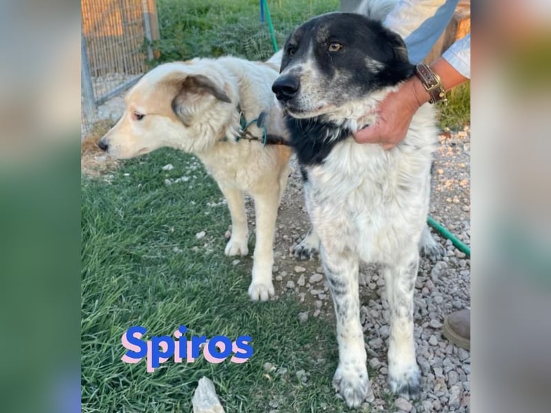 Spiros - freundlich und intelligent