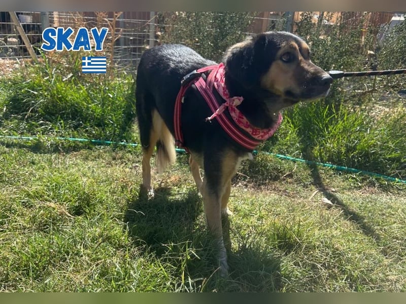 Skay - lernwillig und bewegungsfreudig