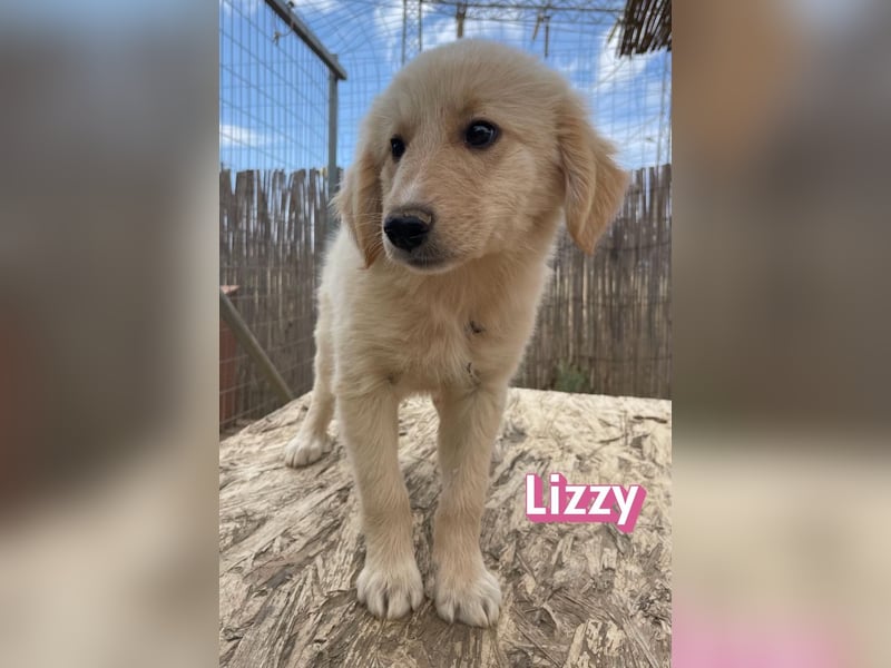 Lizzy, 02/26 - sucht eine schöne Kindheit