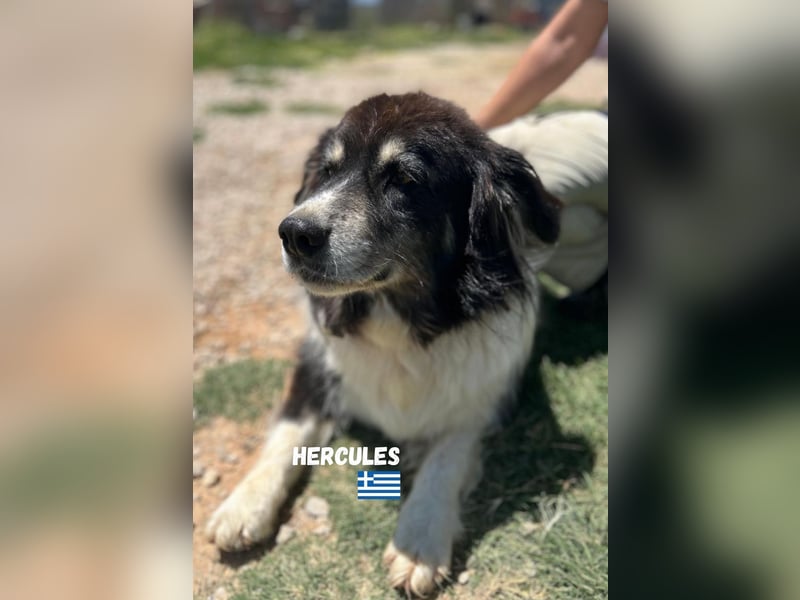 Herkules - Eine griechsiche Legende sucht sein Zuhause