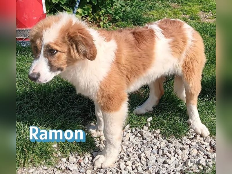 Ramon - verschmust, verspielt, anhänglich