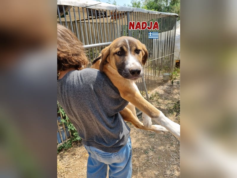 Nadja - aufgeweckt und freundlich