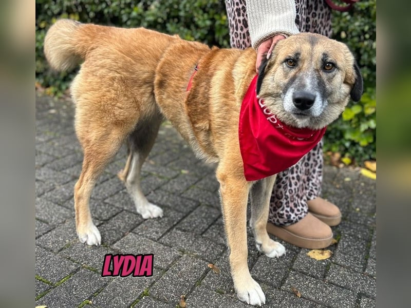 Lydia, 05/23 - tolle Familienhündin wartet in 64756 Mossautal