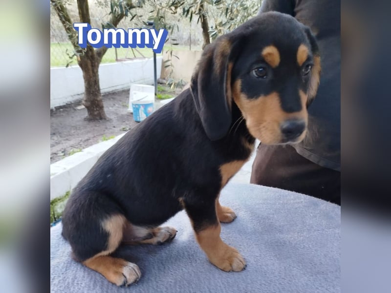 Tommy - neugierig und verspielt