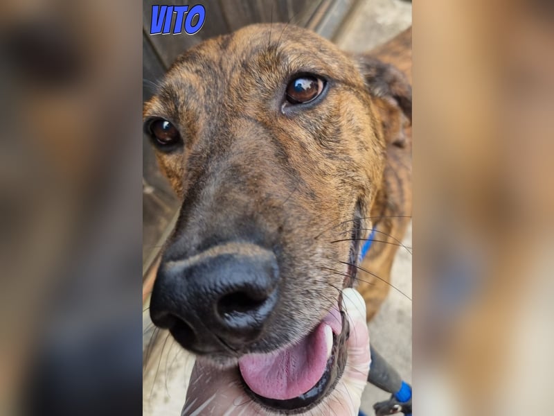 Vito, 10/24 - lieber Eyecatcher sucht Familie