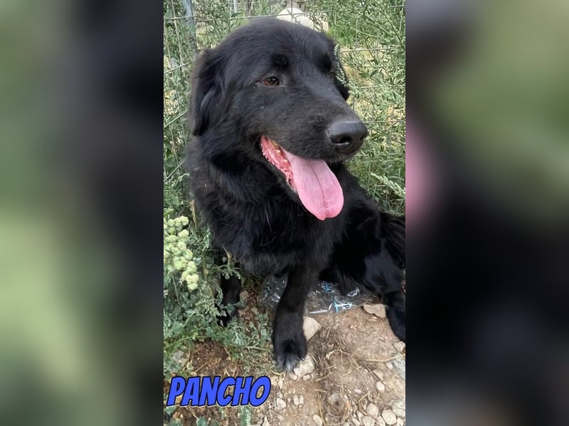 Pancho, 10/22 - schwarzes Bärchen sucht Familie