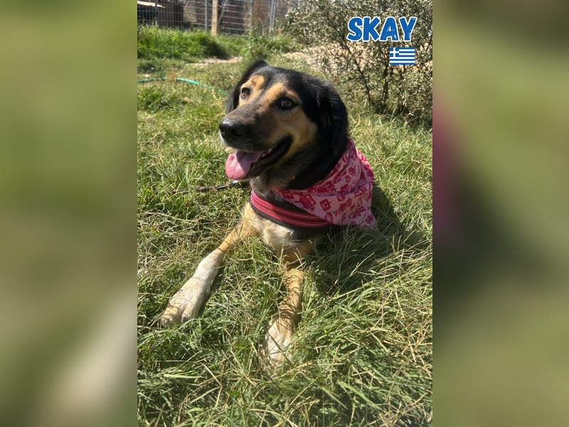 Skay - lernwillig und bewegungsfreudig