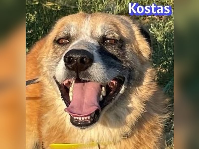 Kostas, 08/20 - ruhiger Rüde sucht Familie