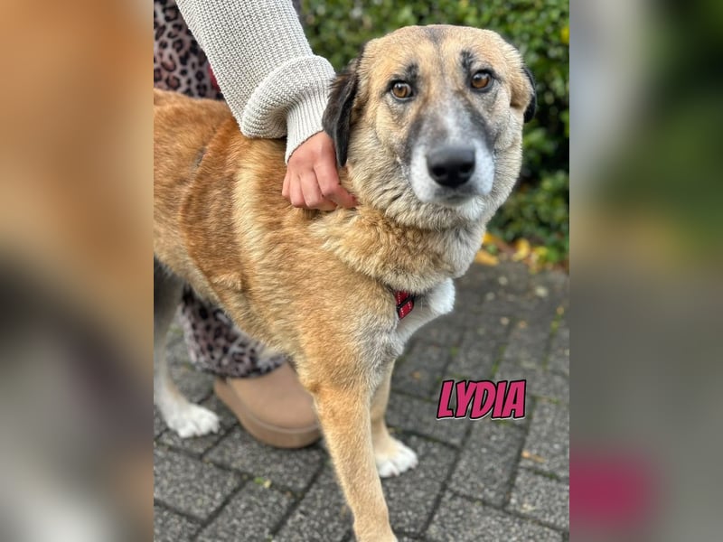 Lydia, 05/23 - tolle Familienhündin wartet in 64756 Mossautal