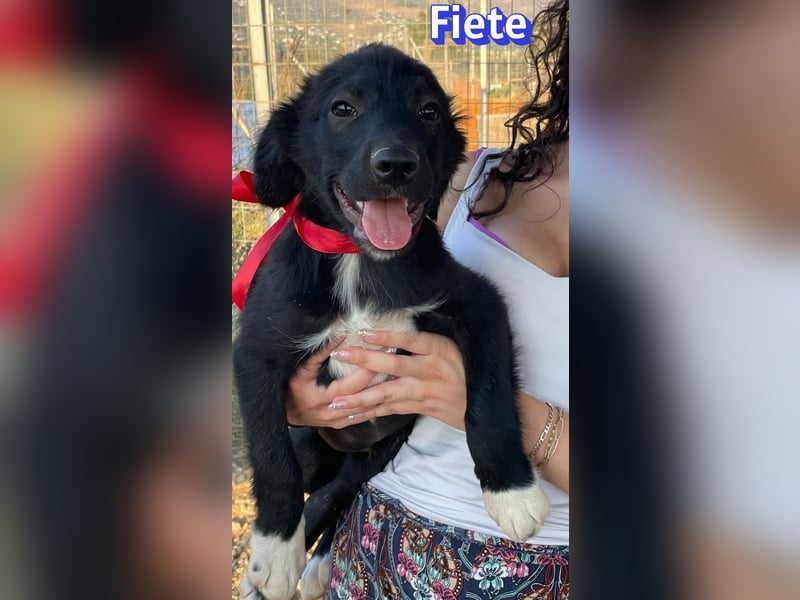 Fiete, 05/26 - süßer Wuschel sucht Familie