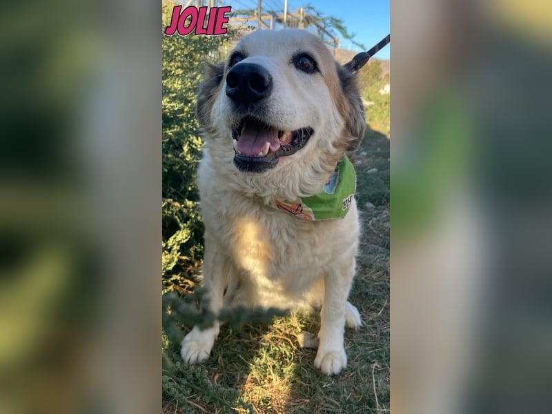 Jolie, 08/24 - süßes Mädel wartet auf ihre Menschen