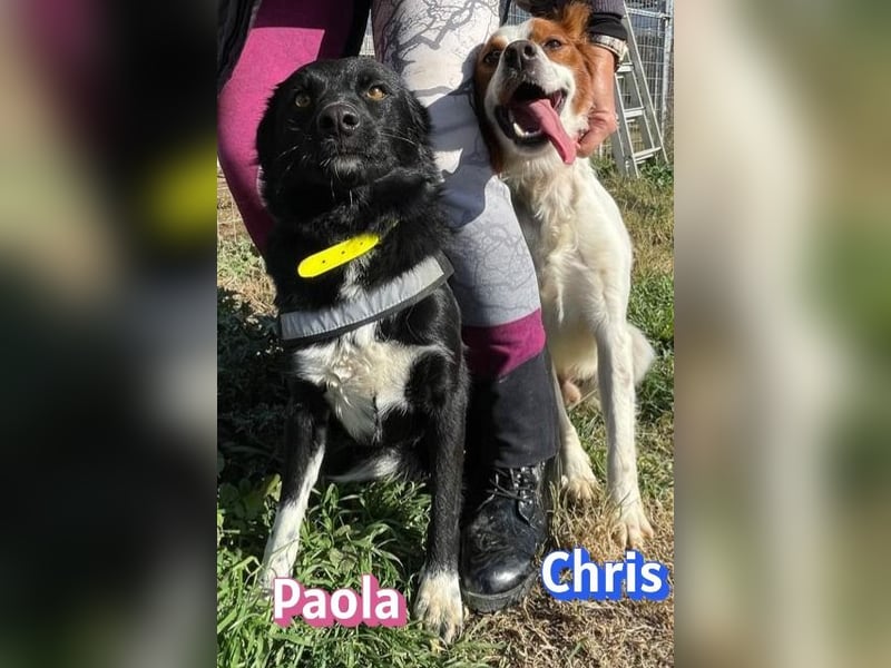 Paola - Ein Hund für Strandspaziergänge