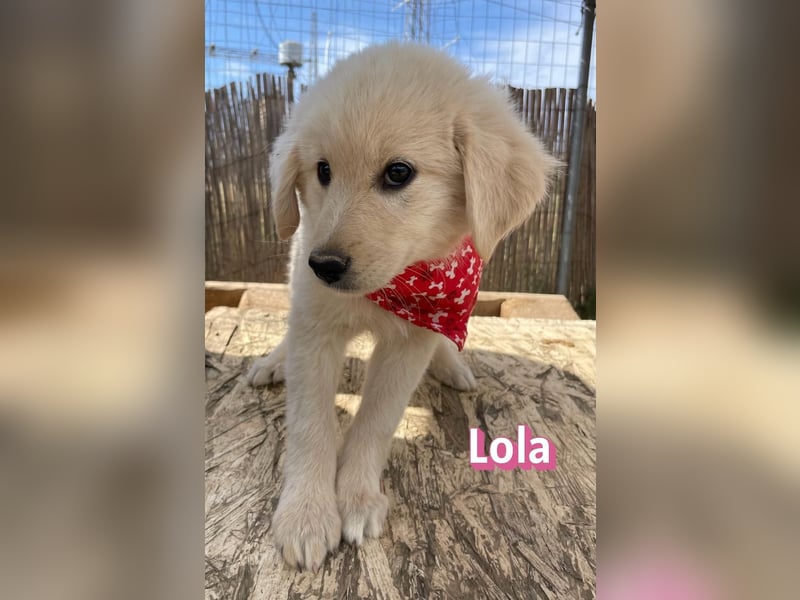 Lola, 02/26 - Wuschelchen sucht Körbchen